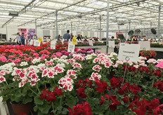 De Trials locatie van PAC en Westhoff. 